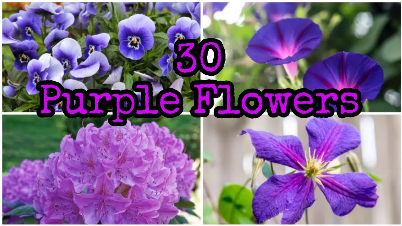 30 BEST PLANTS WITH PURPLE FLOWER TO GROW OUTDOOR YouTube