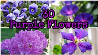 30 BEST PLANTS WITH PURPLE FLOWER TO GROW OUTDOOR