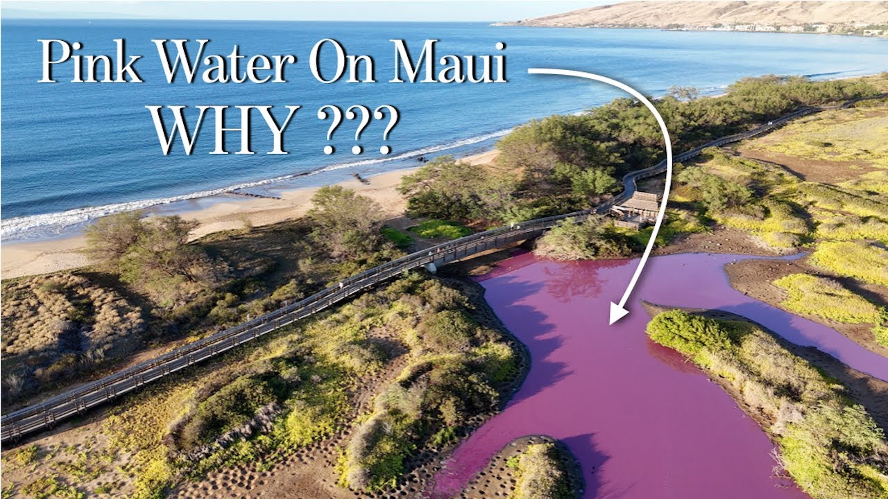 Is it Toxic??? Water is turning PINK on MAUI... WHY??? YouTube
