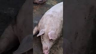 #backyardfarming #pig #pigfeed #pigbreeding #piggy #pigfarming