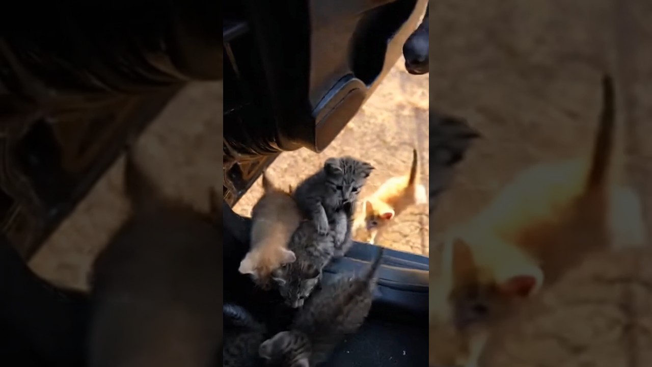 Fear closed in while hope refused to disappear 🐾 