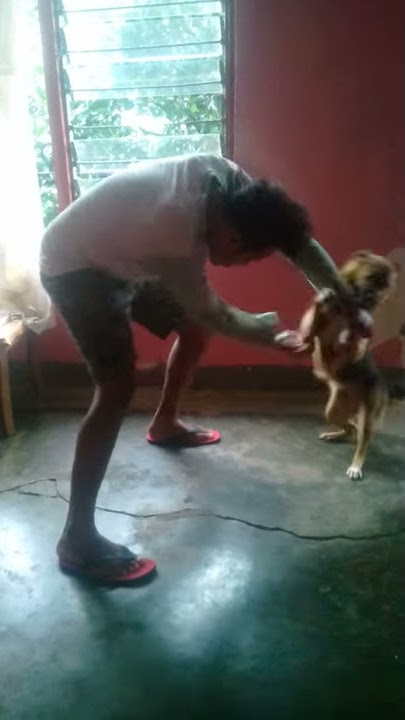 Manusia vs anjing