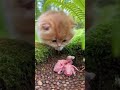 A Curious Kitten Gently Warms Two Lost Baby Animals Found Alone #CutePets #AnimalRescue #Kitten