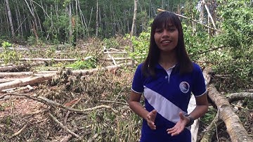Save Palawan: Say No To Illegal Logging In Palawan (an advocacy video)