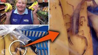 10 Engste Dingen Gevonden IN Jouw Favoriete Eten! 10 Engste Dingen Gevonden IN Jouw Favoriete Eten!