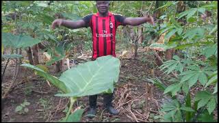 A Modern Plantain And Cocoa Integrated Farm screenshot 2