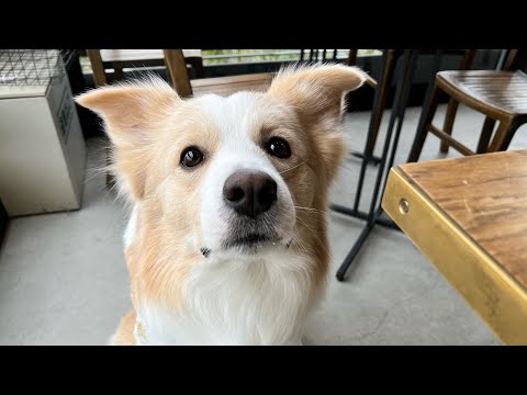 体が大きいのに抱っこして欲しい犬【ボーダーコリー】