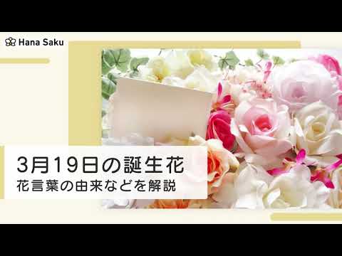 3月19日 誕生花 Youtube