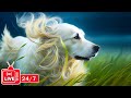 24/7 Music for Dogs: TV for Dogs - Relaxing Dog Music - Deep Sleep Anxiety Therapy  for Dog