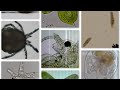 Algae Corner: Microscope Creatures