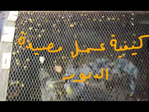 فيديو: كيفية اصطياد الهامستر: 10 خطوات (بالصور)