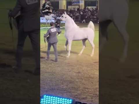 أيقونة الجمال العربي وبطل العالم الأسطورة إكسكاليبر إي إيه     الخيل 
