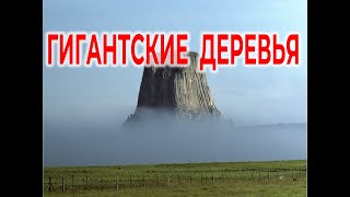 На Земле Лесов нет. Гигантские Пни Кремнеевой эры / Виктор Максименков