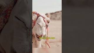 Удивительные факты о верблюдах: Герои среди песков #животные #animals #facts#shorts #природа