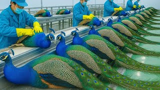 How Peacocks Get Their Amazing Feathers Full Process Explained
