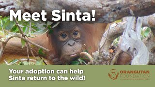 Download Lagu Meet Sinta! The orphaned orangutan needing your help MP3