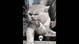 Just White cats things pt. 1 #cats #sigma #trollface