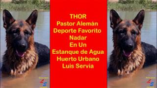 THOR Perro Pastor Alemán Deporte Favorito Nadando En Un Estanque de Agua Huerto Urbano Luis Servia