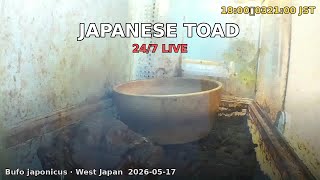 Japan Herp Live - Japanese Toad 2026-05-17 09:00〜21:00 JST [Day]