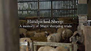 Handpicked Sheep: A memory of Manx sheepdog trials