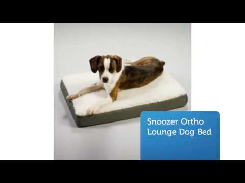 shop-large-orthopedic-dog-bed-:-precious-pets-paradise