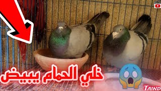 ازاي تخلي الحمام يبيض بسرعه البرق ??