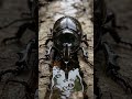 RHINOCEROS BEETLE POV: #rhinocerosbeetle #beetlepov #insectpov #microworld #pov