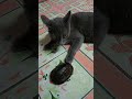 น้องถุงเงินมีเพื่อน