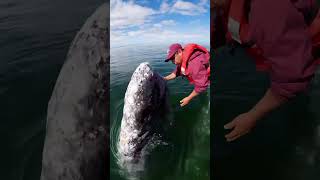 Relationship Between Boat Captain And Grey Whale