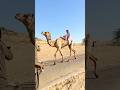 رجل يركب جملا على قدمين