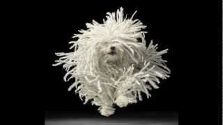 HUNGER TV: TIM FLACH - DOGS PART 2