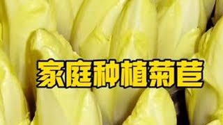 #阳台小院均可种植 #菊苣 #金玉兰菜种子 #金玉兰菜 菊苣也叫金玉兰菜，家庭种植方法