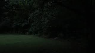 Lightning Bug Dusk at the edge of the forest.