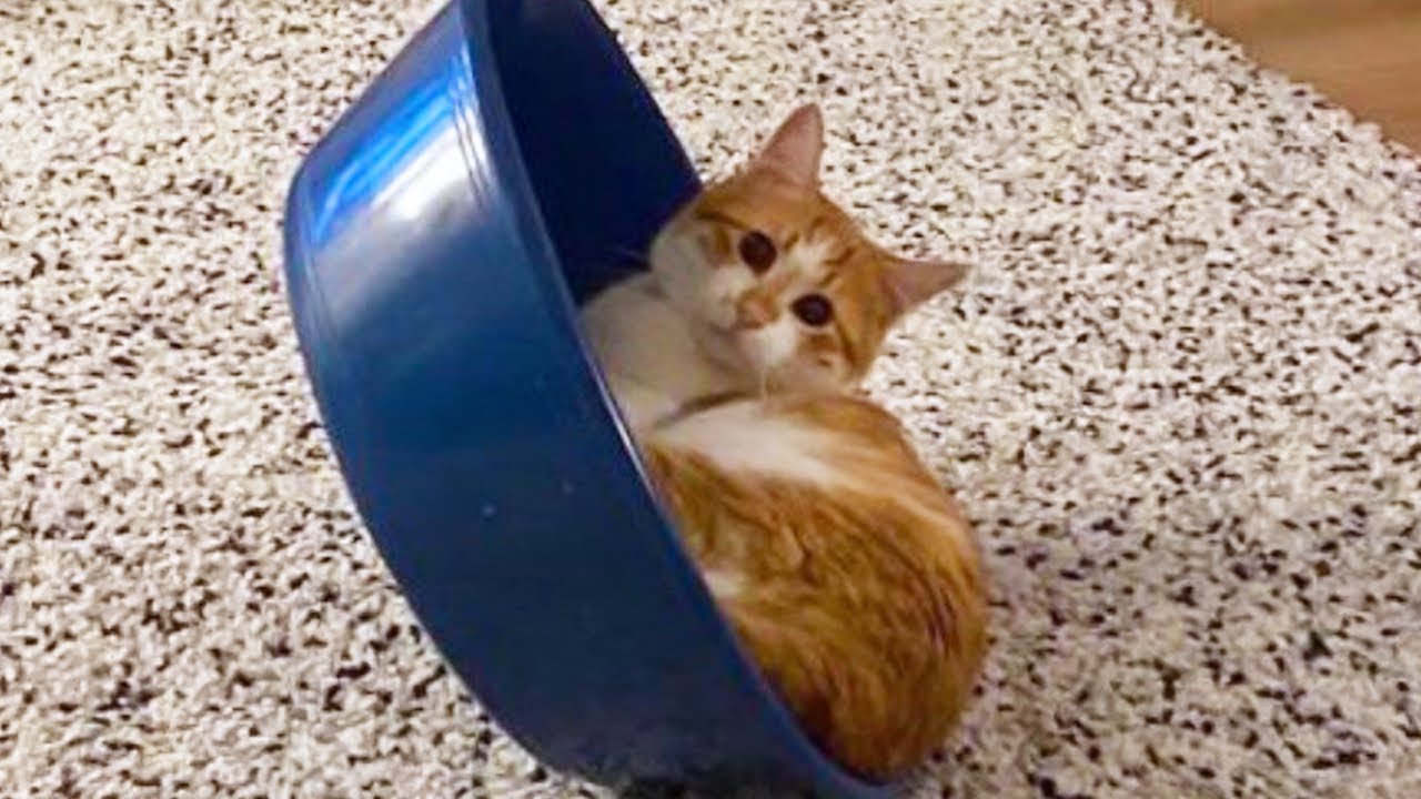Cats Being Hilarious 😹 Best Funny Cat Videos 2025 - YouTube