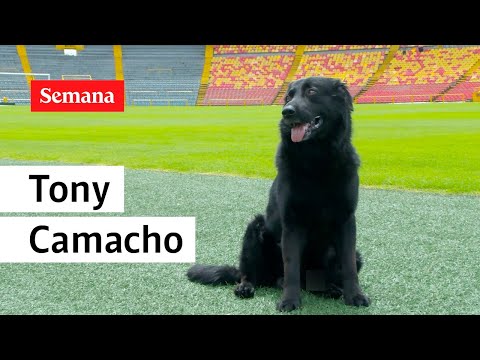 Tony Camacho: la historia del perrito que se adoptó en el Estadio El Campín