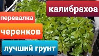 Калибрахоа /Пересадка укорененных черенков /Грунт для калибрахоа