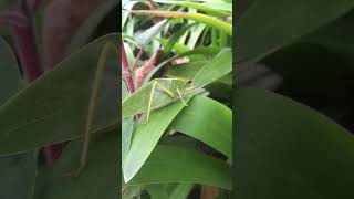 Leaf katydid (Pycnopalpa bicordata) El diseño siempre tiene detrás un diseñador.