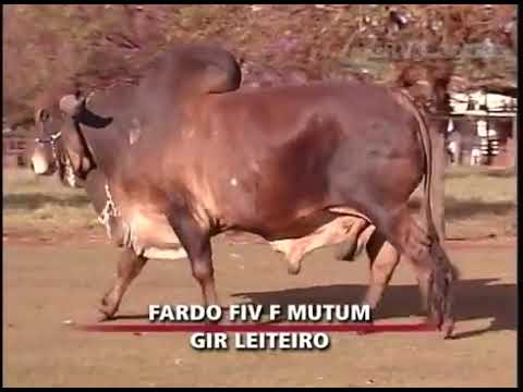 FARDO FIV F MUTUM   MUT 697