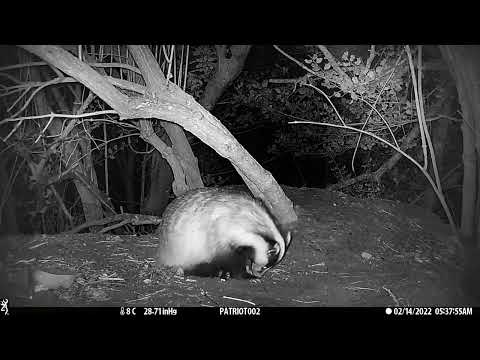 New Forest Explorers Guide - Badger grooming itself
