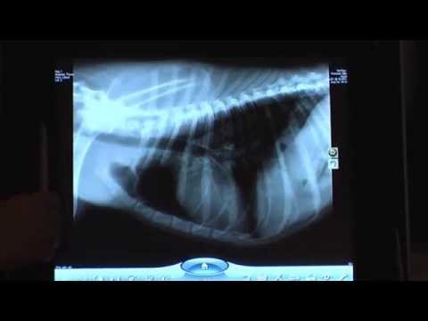 Video: Hunde-Lungenödem