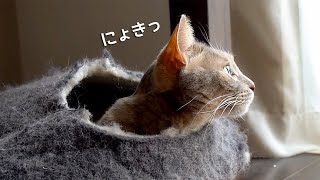 のんびり猫つむり