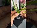 #making fish from grass