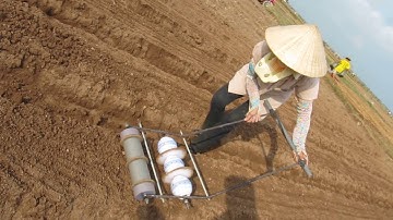 GIEO CÀ RỐT THEO HÀNG TẠI HẢI DƯƠNG