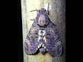 Death&#39;s-head hawkmoth walking