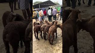 sheep and goat Market pileru #goat ￼