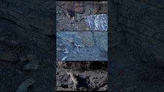 The Himalayas Stopped Hiding Him | Snow Leopard Sightings | Spiti India | Wild Wonders Expeditions