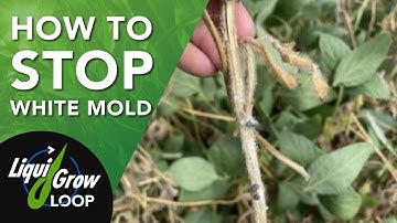 Three Steps to Remove White Mold from your Soybean Fields