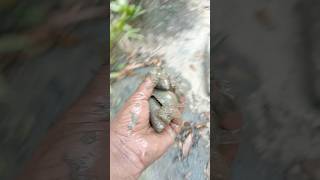 Unbelievable fishing skills #fishing #handfish #amazingfishing #shorts