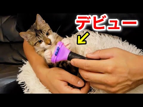 ブラッシング初体験の子猫が悶絶！行動が可愛すぎた…【保護猫】