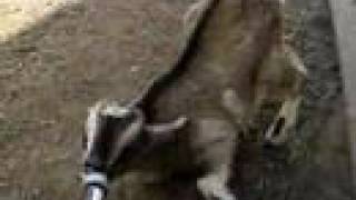Baby Goat Sucking a Bottle